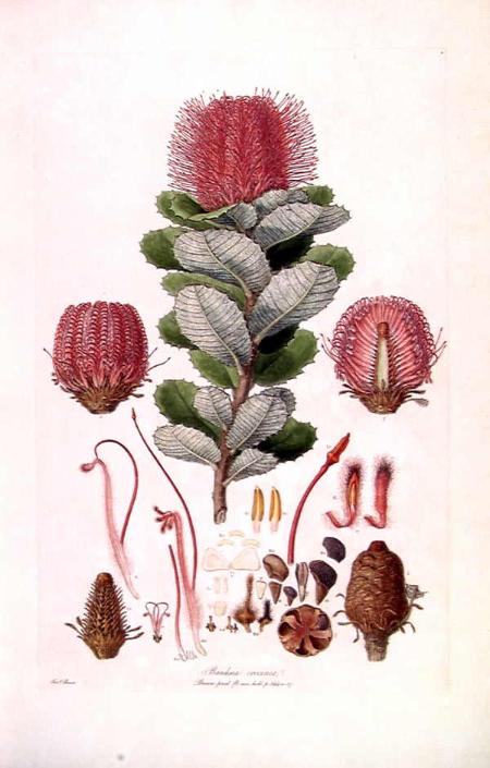 Botanical Illustrator Person Liste 
